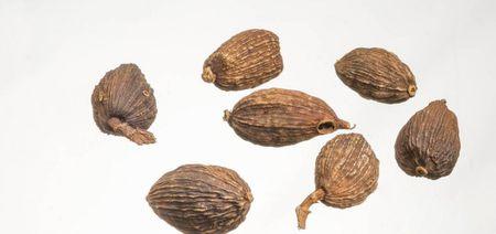 谁有香豆蔻 拉丁学名:amomum subulatum roxb.