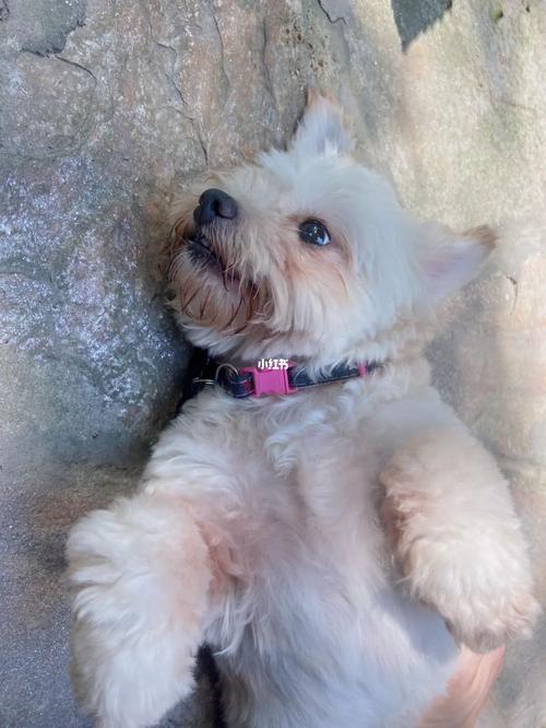 一溜烟儿的就跑到门口伺机"逃跑"……_咖啡_初凡咖啡攻略_流浪狗_初凡