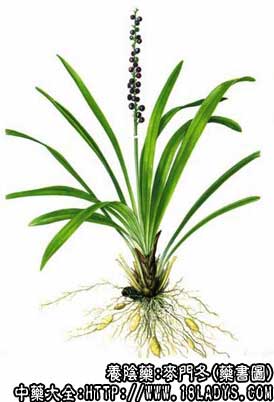 麦冬/麦门冬的功效与作用_麦门冬图片 - 南通灵佳药材