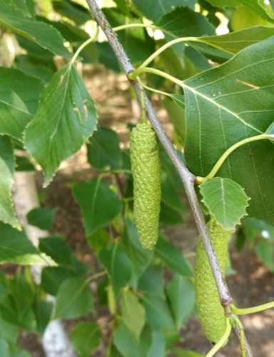 日月峡中草药(012)--白桦树果