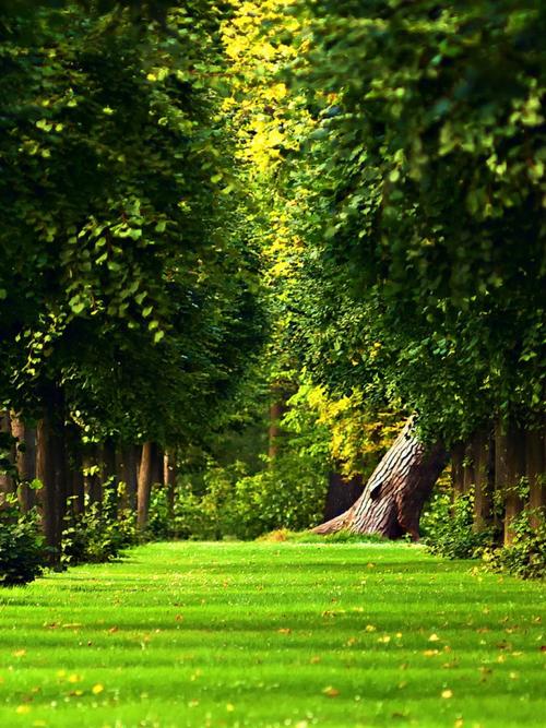 树路径手机壁纸高清原图查看