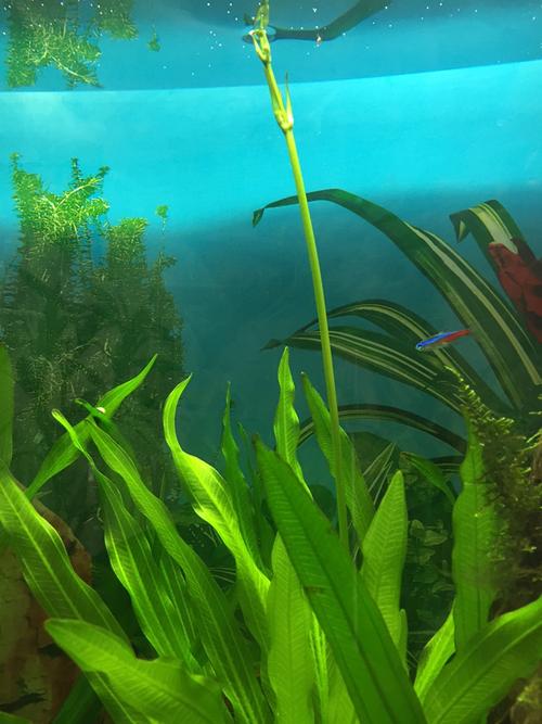 皇冠草多久开花