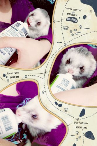 安哥鲁 宠物 貂