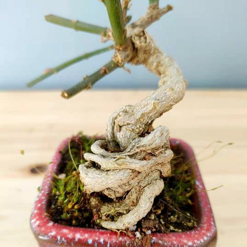 2虎蹄迎春花老桩迎春花盆景三台迎春带花苞微型提根