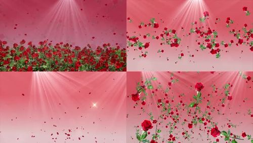 姑娘我送你一朵玫瑰花刀郎恰恰