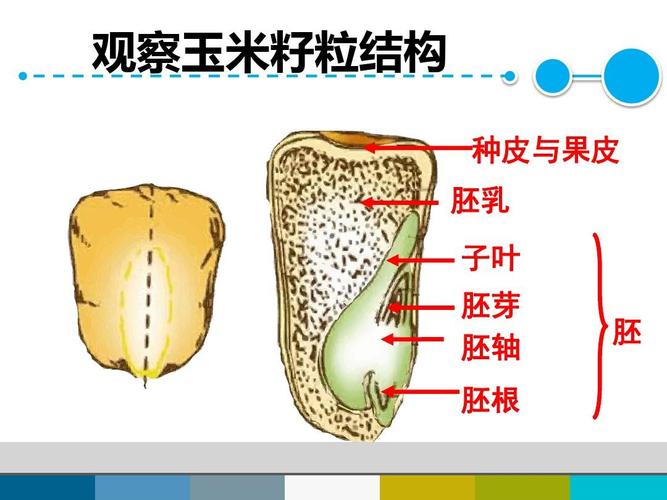 优质课 北师大版七年级生物上册课件6.1 种子萌发形成
