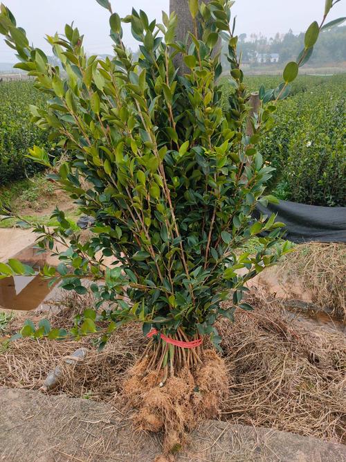 [油茶树苗批发]油茶苗价格1.2元/株 - 惠农网