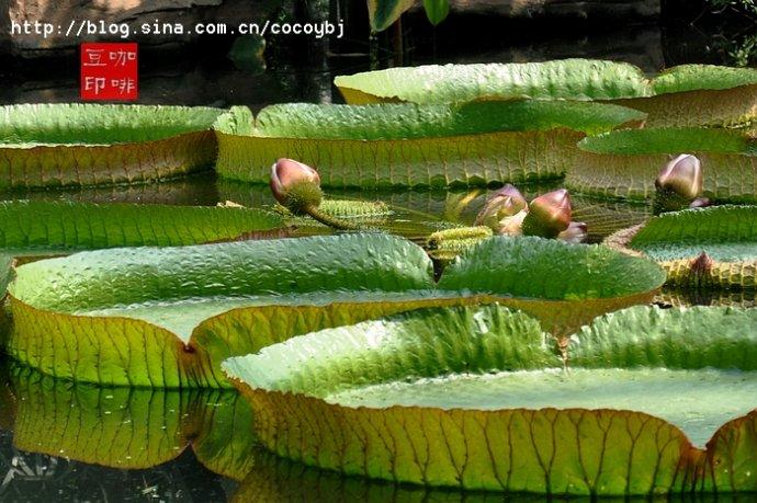 睡莲科:亚马逊王莲·克鲁兹王莲·长木王莲