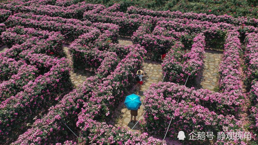 游客在贵州省黔西南布依族苗族自治州安龙县国家科技农业园"玫瑰迷宫"