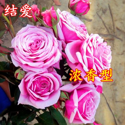 玲珑欧月苗 日本玫瑰月季花苗盆栽 结爱月季 多头浓香多头花灌木
