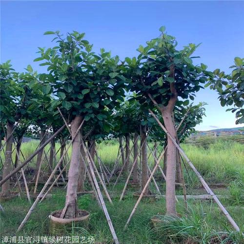 富贵榕报价四川富贵榕价格常绿乔木花叶富贵榕