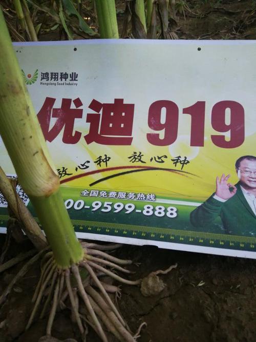 高产,抗旱,耐涝玉米品种优迪919是公司2016年引进.