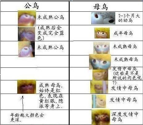 一般带有变异的虎皮,判断公母不易,主要是由于变异虎皮带有隐性基因.