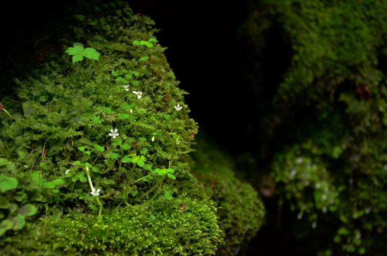 其它 苔 写美篇白日不到处,青春恰自来. 苔花如米小,也学牡丹开.