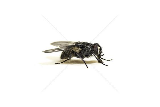 苍蝇图片素材_免费下载_jpg图片格式_高清图片500637702_摄图网