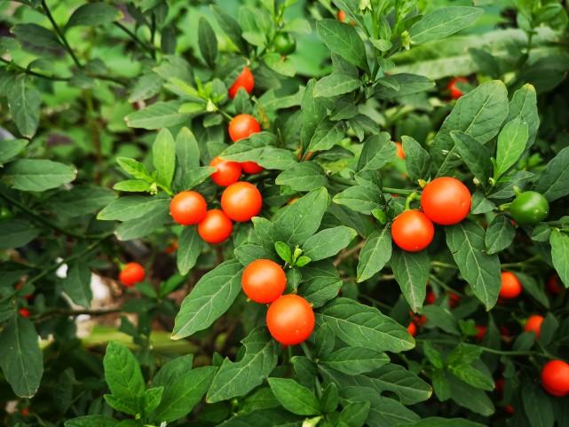 冬天来赏珊瑚樱,红果果缀满枝