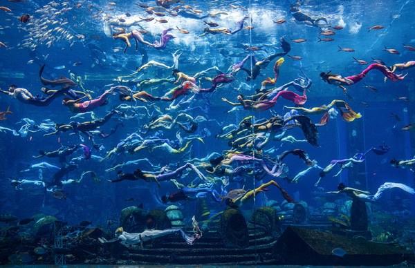 padi携三亚亚特兰蒂斯创"最大规模的水下人鱼秀"吉尼斯世界纪录