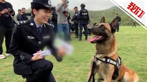 警花小姐姐采访警犬顺利翻译出汪星语