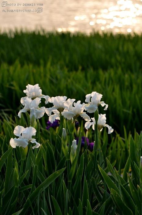 德国鸢尾 iris germanica 品种