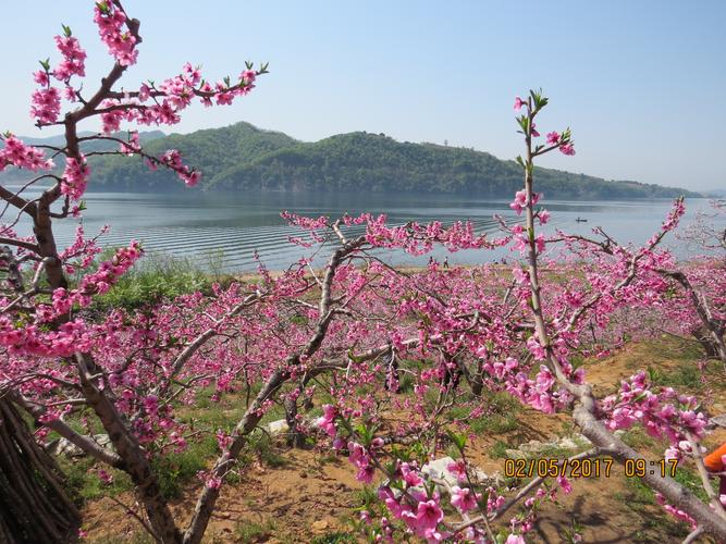 河口桃花又盛开