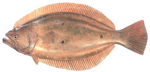 比目鱼;         比目鱼的眼睛!看!; 中国淡水鱼图片大全