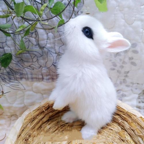 购客纯白凤眼侏儒兔子活体宠物兔小型兔子活物长不大迷你茶杯兔荷镭纪