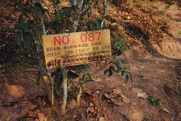 挂牌保护的曼松古树