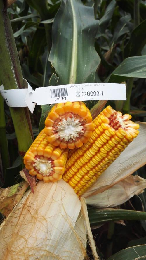 富尔6003h,熟期比哲单37稍晚,丰产性中上.抗性较好.