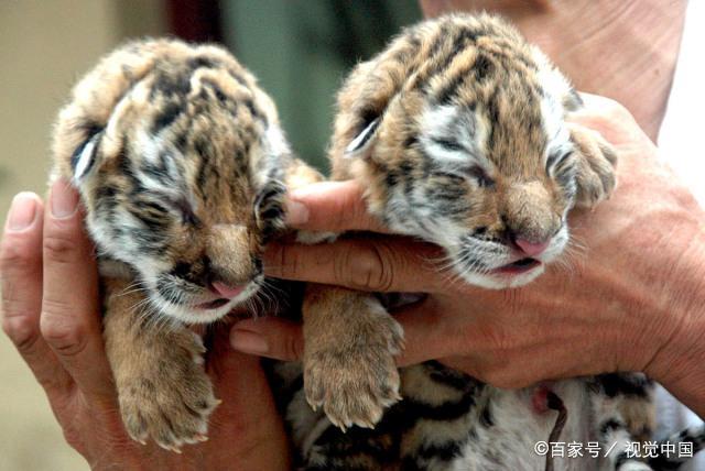 哪种哺乳动物从出生到成年,体积扩大倍数最大?为什么?