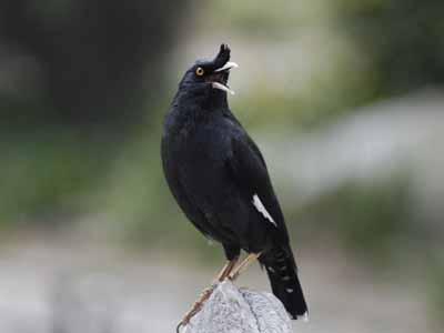 八哥鸟的放飞训练,训练八哥说话