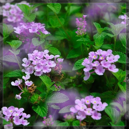 薄荷花