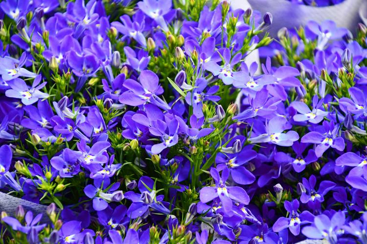 桔梗科六倍利花原创拍摄