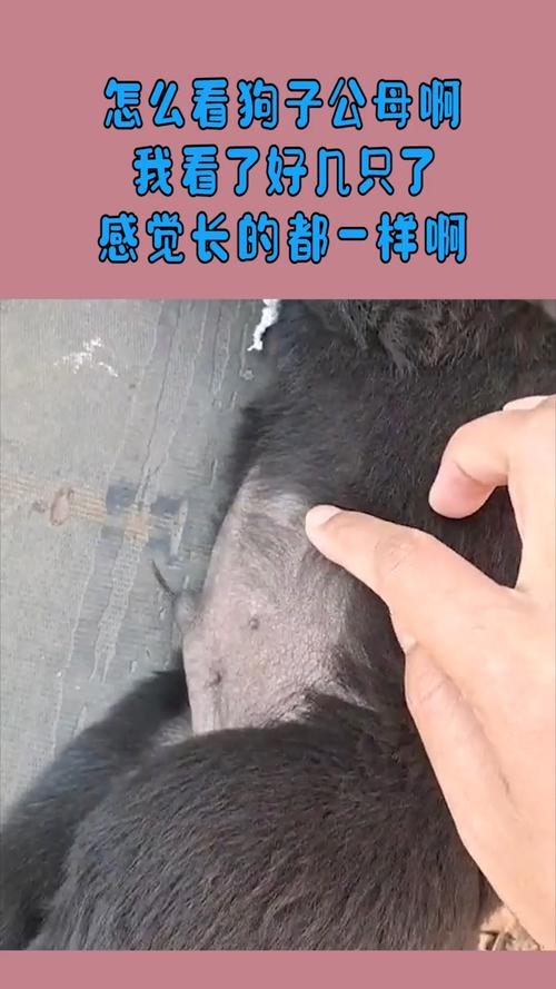 我搞笑你开心#怎么看狗子公母啊,我看了好几只了,感觉长的都一样啊!