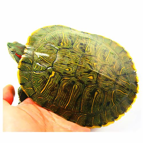[绿竹林水族馆] 招财龟巴西乌龟活体大龟 活体宠物小乌龟活体巴西彩龟