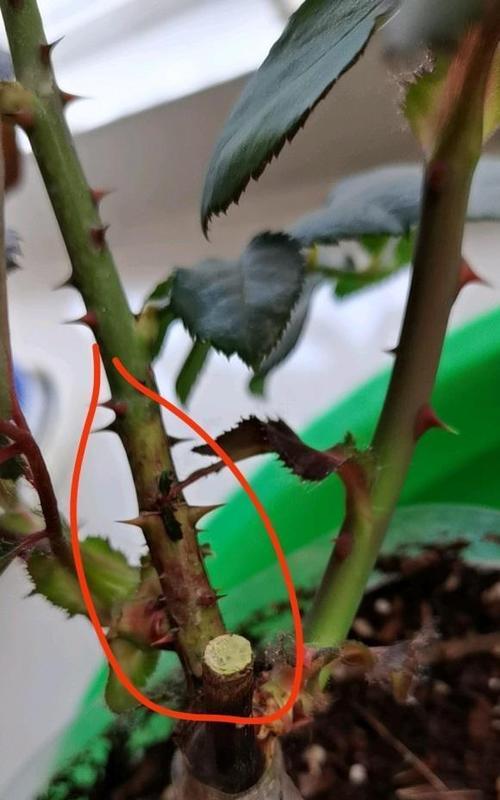 买月季花不买嫁接苗嫁接苗价格便宜开出来的花瓣很小
