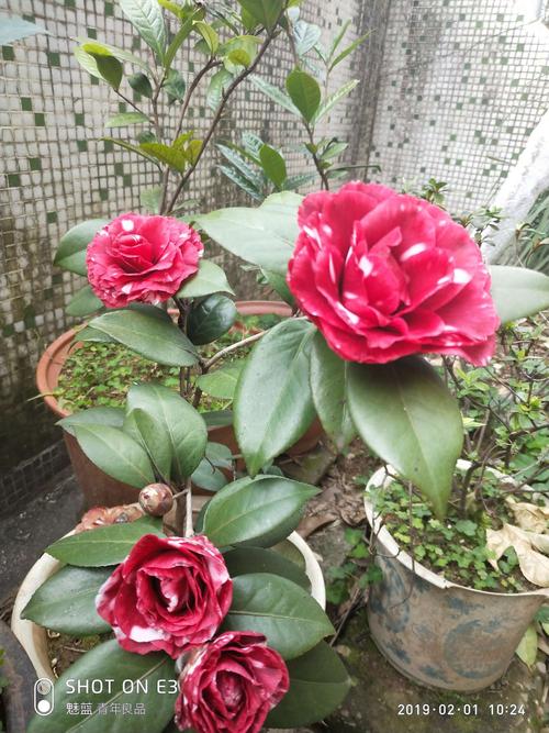 上面几张照片上的茶花叫紫贝拉,全家人都喜欢,花期较长,花色特别,看不