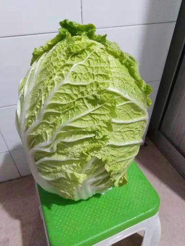 求助,平度市张戈庄镇南塔丘村50亩大白菜滞销,盼您伸援手!