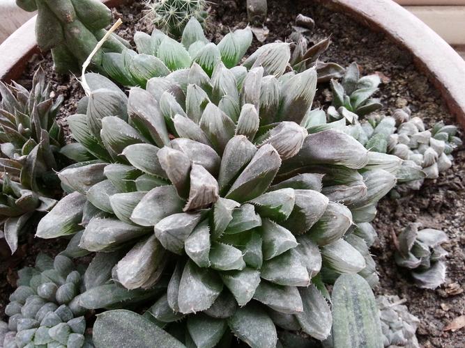 玉露和姬玉露等多肉的照片