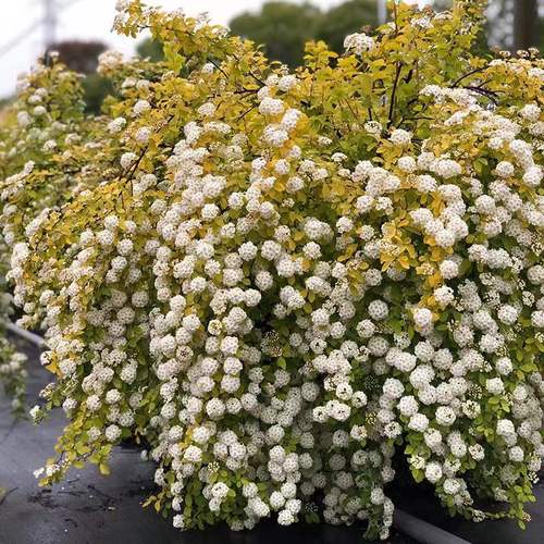 玛莎的花园重瓣菱叶绣线菊盆栽花苗黄金喷泉绣线菊易活的庭院花卉