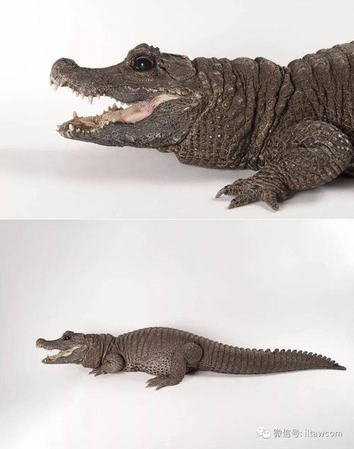 知识|鳄鱼-横跨2亿年的孑遗生物