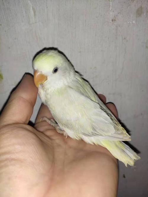 白面金顶澳桂小姐姐发来的反馈