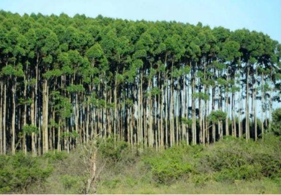 桉树的生长特性与种植管理技术分析提升桉树种植效果