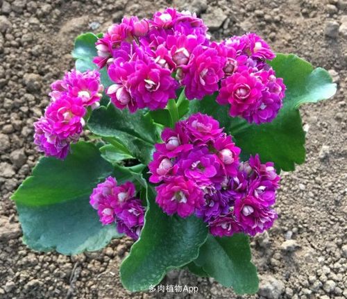 其它多肉植物火         重瓣长寿花  9盆,带花苞带土带盆 室内外办公