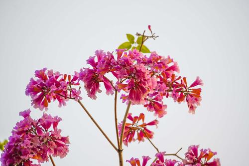 红风铃之美,美的我喘不过气啦.