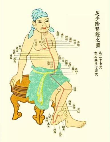 十二经脉之足少阴肾经,有多个重要穴位,涌泉太溪都在这