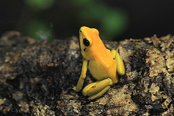 金色,毒物,青蛙