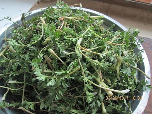 老鸹筋为中药名,别名:五叶草,地筋菜, 五瓣花, 【功效】祛风通络