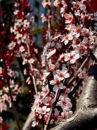 【植物花卉】紫叶李花