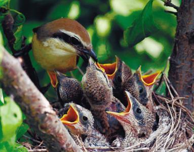 小鸟孵蛋刚出生简笔画
