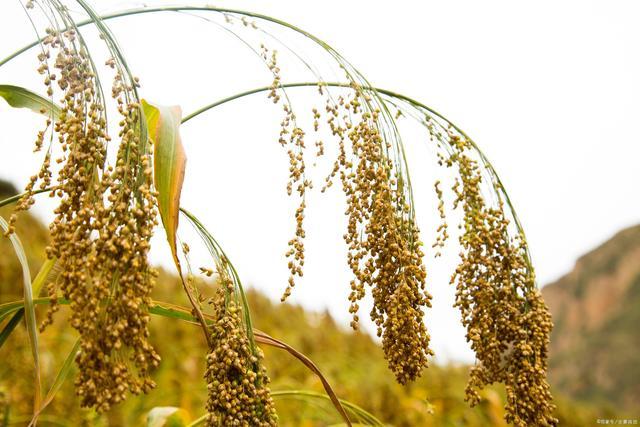 火红的高粱穗,籽粒饱满,像一个害羞的小姑娘,被人们看一眼便满脸通红.